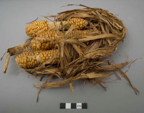 Corn tied in a bundle