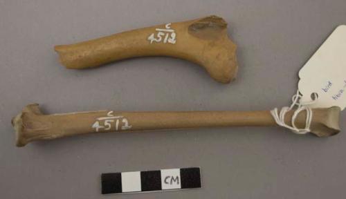 Humerus and Tibia tarus of turkey