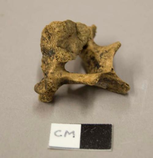 Animal bone, vertebra fragment