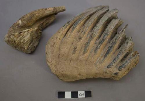 Teeth - 4 molars (all broken) of elephas primigenius; 7 fragments