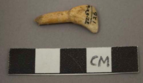 Left incisor of fallow deer (Dama dama)