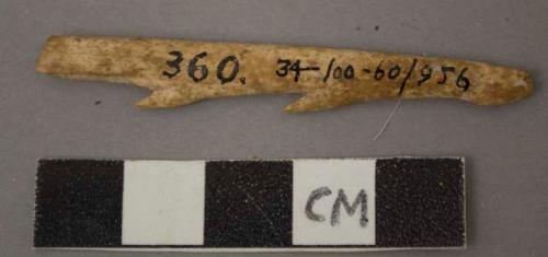 Fragment of bone harpoon, barbs on one side only