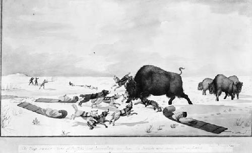 "Dogs discover a herd of buffalo and run from the Indians"Peter Rindisbacher