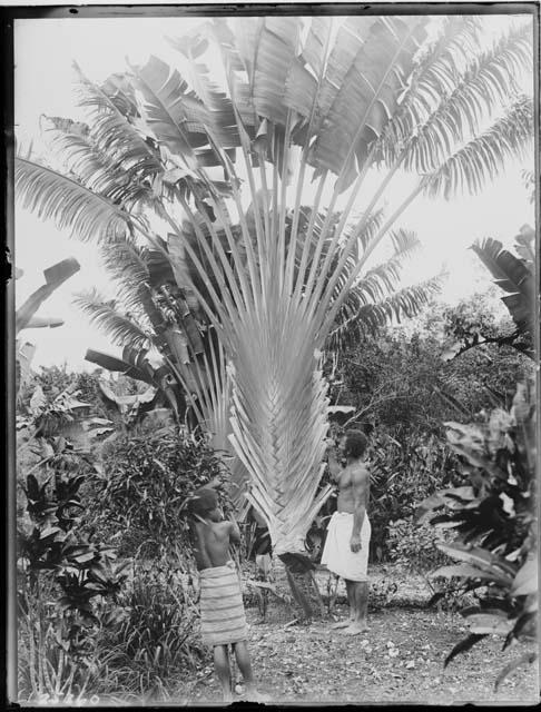 Native Man and Boy by Tree