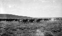 View of large herd of horses on the plains