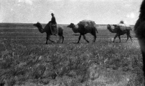 Three camels, one with a rider, two loaded