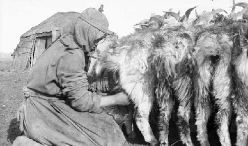 Close-up of a woman milking a goat