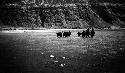 Two men, mounted and several oxen crossing river