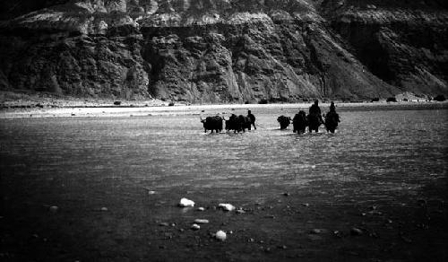 Two men, mounted and several oxen crossing river