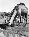 Jumaima, scene with camels