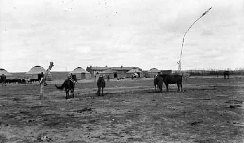 Horses grazing in front of camp