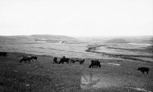 Cattle grazing on top of hillside