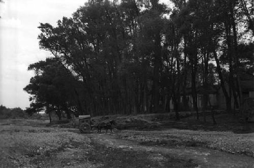 Yutaoho - Shansi, June 1935, cart, tall trees, Yutaoho