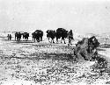 Nearing Ku Ch'eng-tze - Owen Lattimore's caravan approaching frozen camel