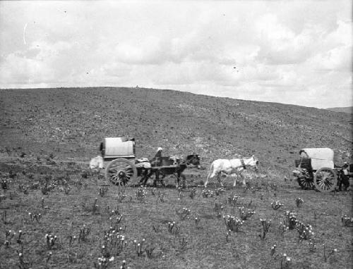 Two mule carts on plains, presumably near Hohhot