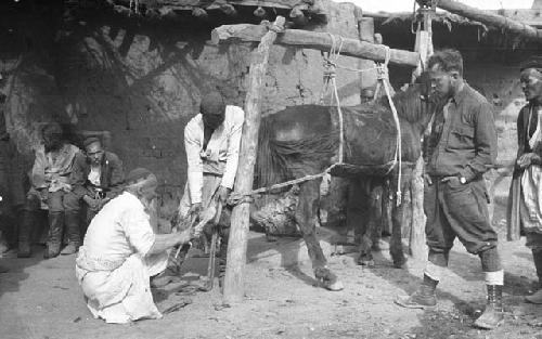 Farrier horseshoeing with an assistant