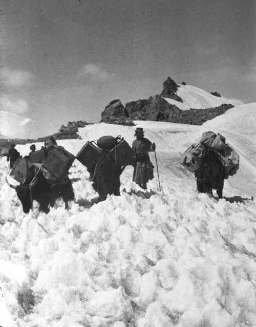 Yaks on ice, Khardong Pass