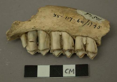 2 teeth - larger one tooth of cervus dama mesopotamica