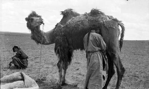 Khalkha girl milking camel, with man sitting off to side