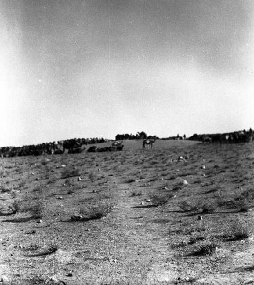 Camels at Hafar Al Batin