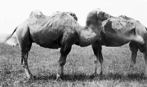 Camels tethered head to tail