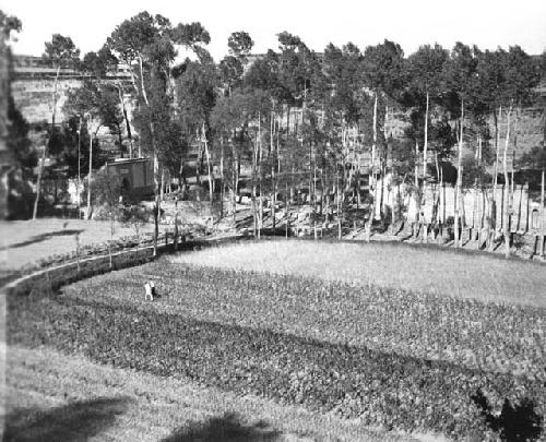 Yutaoho, Shansi, July 1935, harvesters, field photographed from above