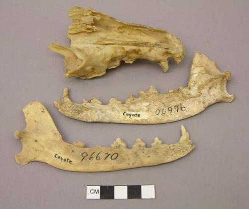 Organic, bones, faunal remains of coyote (Canis lestes)