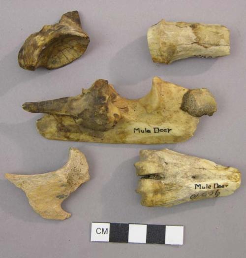 Organic, bones, probably  Mule Deer  (Oducoiteus / hemionus )