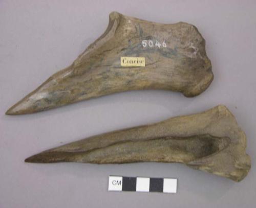 Pointed instrument made of ulna of the ox; Large animal limb bones