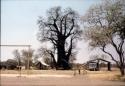 South West African administration post and baobab tree