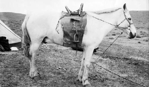 Portrait of a white horse with saddle, corner of a tent