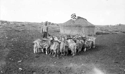 Goats tethered for milking