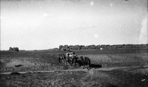 Camels approaching Yisan Sume in Tor