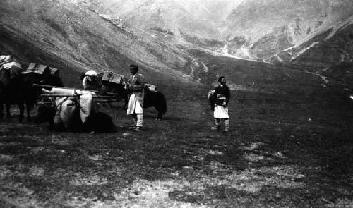 Yaks laden with boxes and bundles