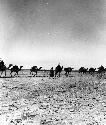 Camels at Jumaima