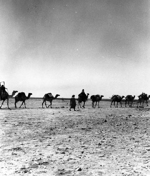 Camels at Jumaima