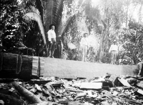 Mahogany operations, men standing on large tree trunk