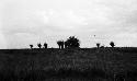 Shrubbery in dunes