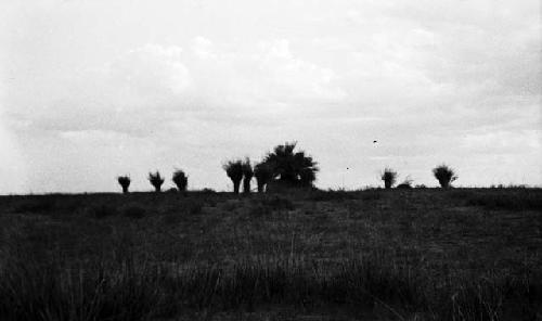 Shrubbery in dunes