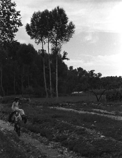 Yutaoho, Shansi, summer 1935, man on donkey, trees