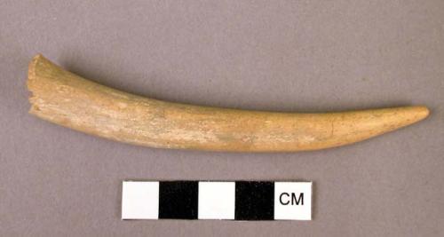 Worked bone fragment