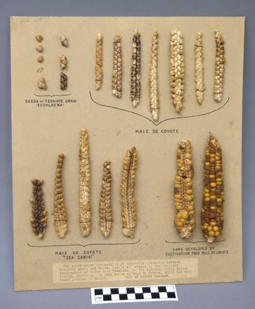 Corn cob and grass seed mounted on cardboard for educational purposes with photo (2000.1.677.1)