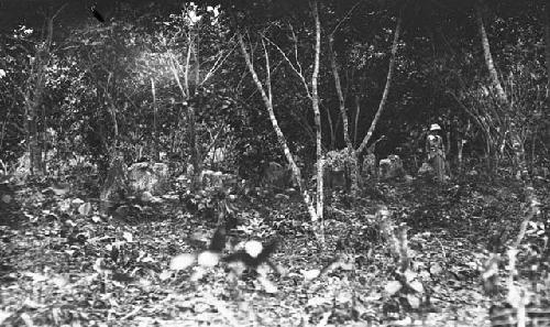 Dance ground on Butterbaugh estate near Utuado