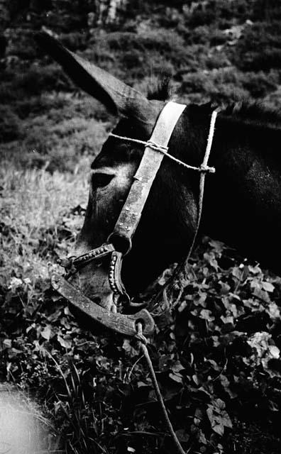 Close-up of donkey's head with halter and wooden yoke