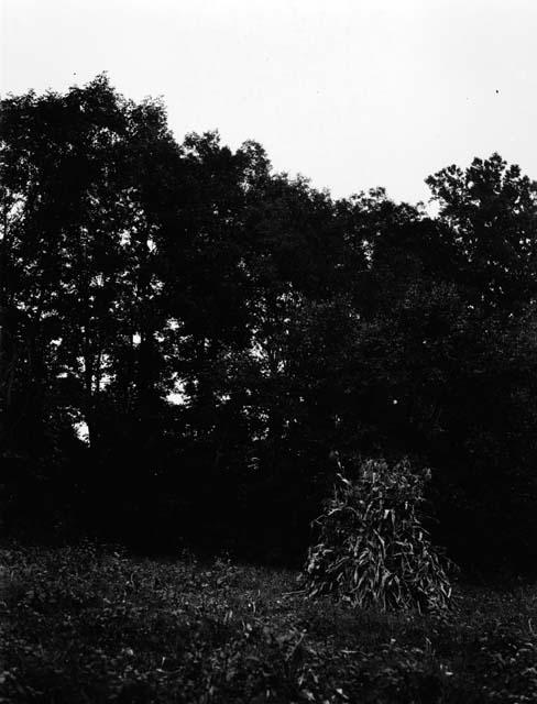 Mound on Rapidan - Colvin Site. Manahoac Village of Stegara