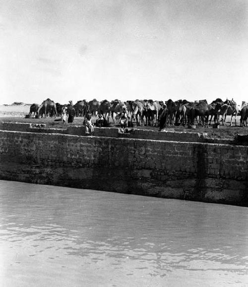 Jumaima cistern, camels