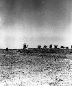 Camels crossing tapline east of Turaif