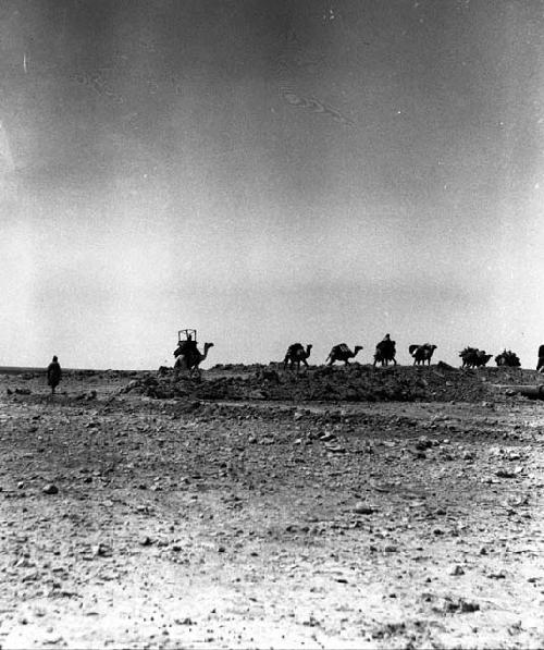 Camels crossing tapline east of Turaif