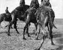 Rear view of riding camels