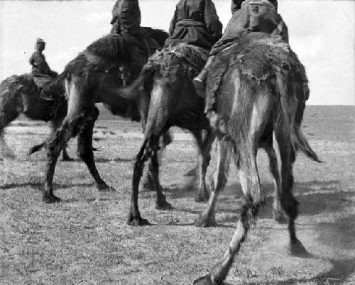 Rear view of riding camels